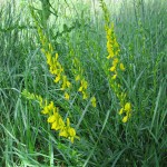 Genista tinctoria - Dundry Hill ST5767 (GL)