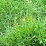 Genista tinctoria - Hardington Moor (ITS)