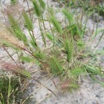 Hordeum marinum - Steart Marshes (GL)