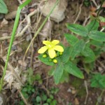 Hypericum montanum - Portishead (GL)