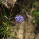 Jasione montana - Exmoor (ITS)