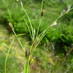 Juncus foliosus - Quantocks (FJR)