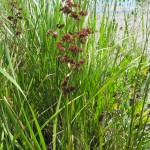 Juncus planifolius - Steart Marshes (GL)