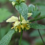 Lamiastrum galeobdolon - Great Breach Wood - 9 May 15 (CHS)