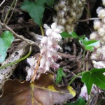 Lathraea squamaria - Prior's Wood (DH)