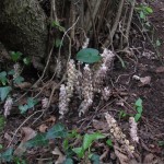 Lathraea squamaria - Prior's Wood (ITS)