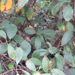Leaves of Sorbus subcuneata - Minehead (ITS)