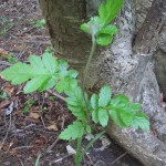Leaves of Sorbus x thuringiaca - Leigh Woods ST 5573 (GL)