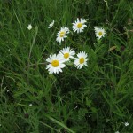Leucanthemum vulgare - Dundry Hill (ITS)