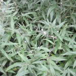 Lithospurmum purpureocaeruleum - Portishead (GL)