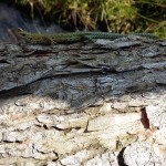 Lizard - Exmoor (HJC)