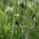 Luzula multiflora - Great Breach Wood - 9 May 15 (CHS)