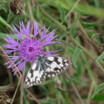 Marbled White - Ilminster (ITS)