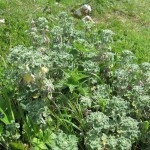 Marrubium vulgare (GL)