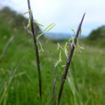 Nardus stricta - Quantocks (FJR)