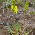 Narthecium ossifragum - Quantocks (FJR)