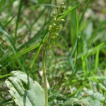 Neottia ovata - Great Breach Wood - 9 May 15 (CHS)