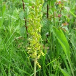 Neottia ovata - Hardington Moor ST 5112 (GL)