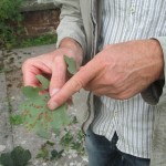 Oak Spangle Galls - Barford Park (RFG)