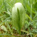 Ophioglossum vulgatum - Great Breach Wood (HJC)
