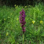 Orchis mascula - Great Breach Wood (ITS)