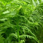 Oreopteris limbosperma - Quantocks (FJR)