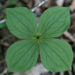 Paris quadrifolia - Great Breach Wood - 9 May 15 (CHS)