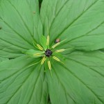 Paris quadrifolia - Prior's Wood (DH)