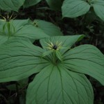 Paris quadrifolia - Prior's Wood (ITS)