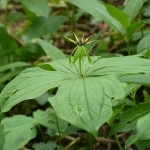 Paris quadrifolia - Prior's Wood (MW)