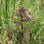 Pedicularis palustris - Clean Moor ST0825 (GL)