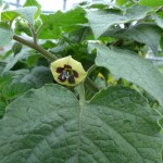 Physalis peruviana - Glastonbury (HJC)