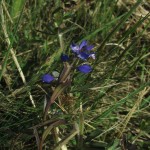 Polygala serpyllifolia - Blackdowns (ITS)