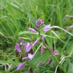 Polygala vulgaris - Hardington Moor NNR ST5112 (GL)