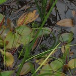 Potamogeton polygonifolius - Quantocks (ITS)