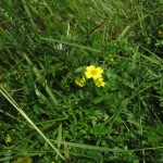 Potentilla erecta - Bickham Wood (ITS)