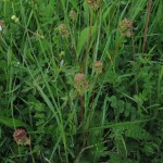 Poterium sanguisorba ssp sanguisorba - Hardington Moor(ITS)