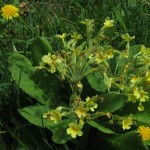Primula x polyantha - Great Breach Wood (ITS)