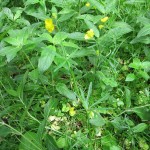 Ranunculus auricomus - Cannington Park ST 2440 (GL)