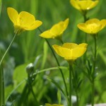 Ranunculus bulbosus - Great Breach Wood - 9 May 15 (CHS)