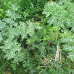 Ranunculus parviflorus & Silybum marianum - Cannington Park (RFG)