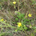 Ranunculus sardous (GL)