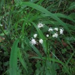 Sanicula europaea - Bickham Wood (ITS)