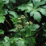 Sanicula europaea - Prior's Wood (ITS)