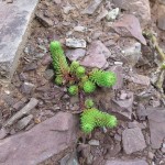Sedum forsterianum - Minehead (ITS)