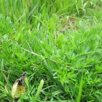 Silaum silaus - Dundry Hill ST5767 (GL)