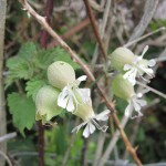 Silene vulgaris - Greenaleigh, Minehead (GL)