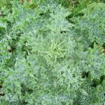 Silybum marianum - Cannington Park (RFG)