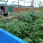 Solanum lycopersicum - Glastonbury STW (HJC)