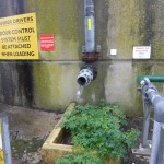 Solanum lycopersium - Glastonbury SWT (FJR)